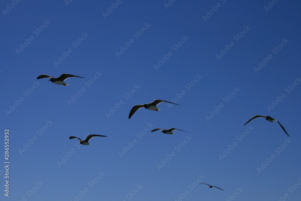 flock of seagulls flying in blue sky