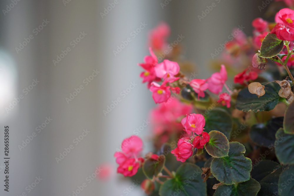 Beautiful pink begonias on blurred background Beautiful pink begonias on blurred background