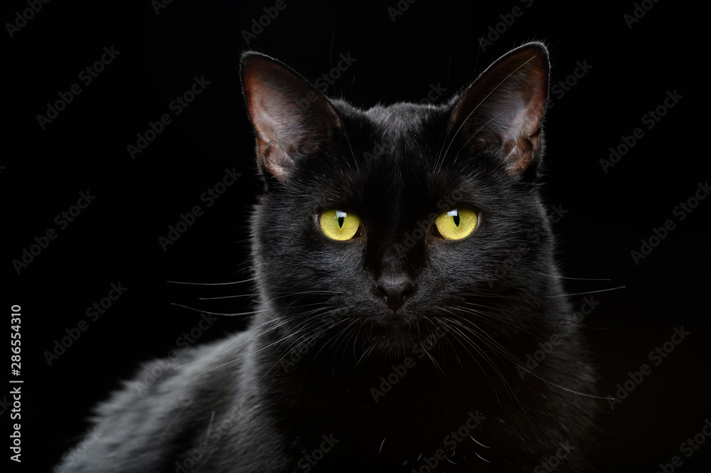 Portrait of black domestic Cat
