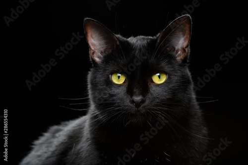 Portrait of black domestic Cat