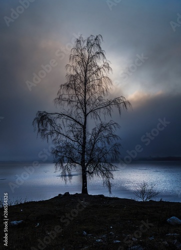 Tree, on a dark autumn da