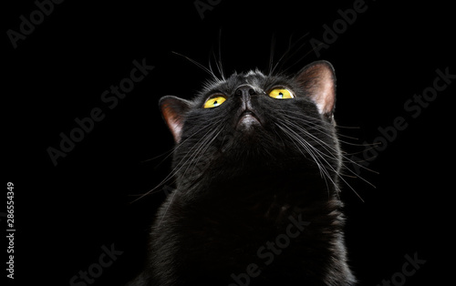 Black domestic cat looking up