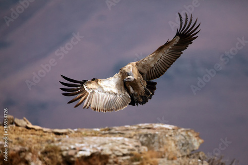 The Cape griffon or Cape vulture (Gyps coprotheres) landing on the rock. Huge vulture in purple light of rising sun. photo