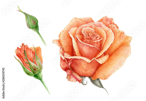 Watercolor illustration set of a orange beautiful rose with buds. Peach hand drawn botanical flower in the full bloom. Isolated on white background. Perfect for greeting cards and decoration