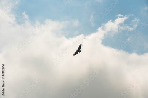 Vulture flying in the Ordesa and monte Perdido National Park, Spain