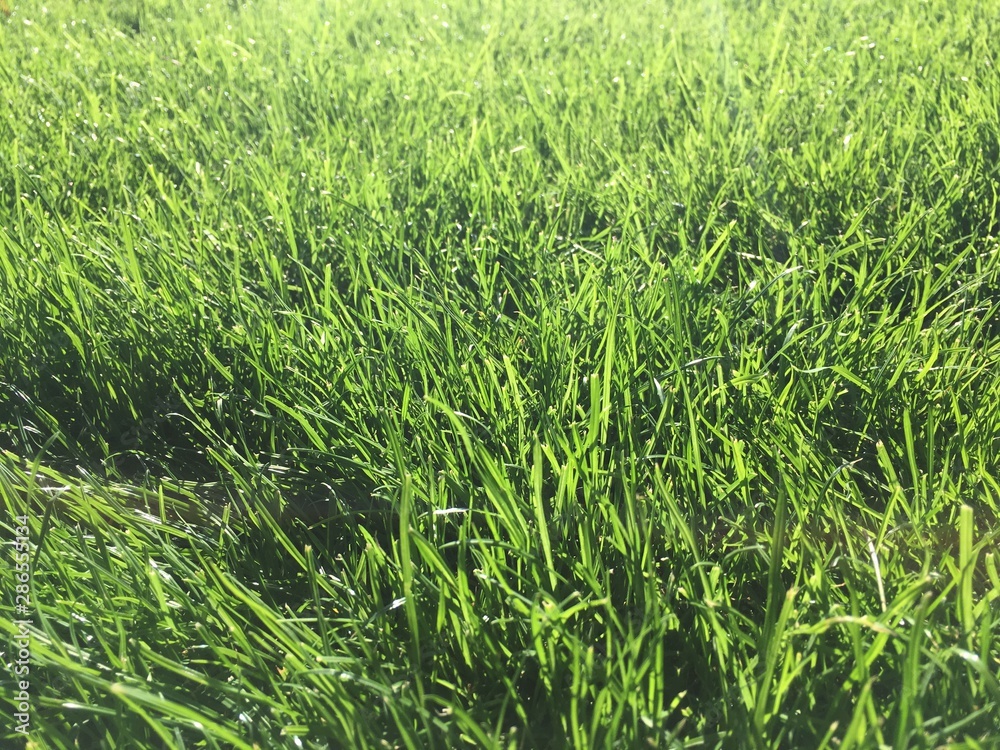 Obraz premium Grass texture filling the frame