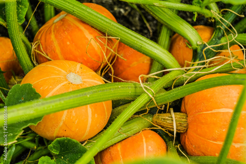 Obraz premium Orange pumpkins grow in the garden on a background of green leaves. Homestead farming.