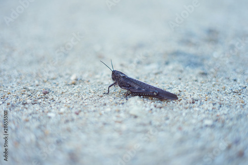 Common grasshopper on the ground (Melanoplus sanguinipes)