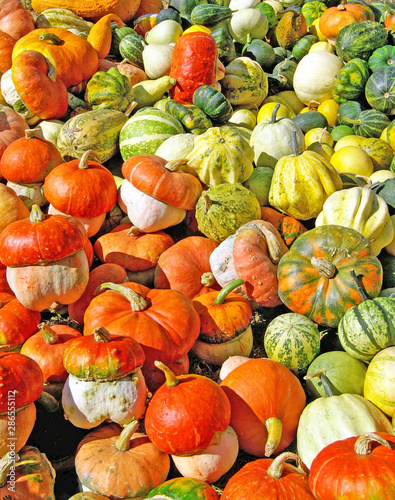Colourful pumpkins