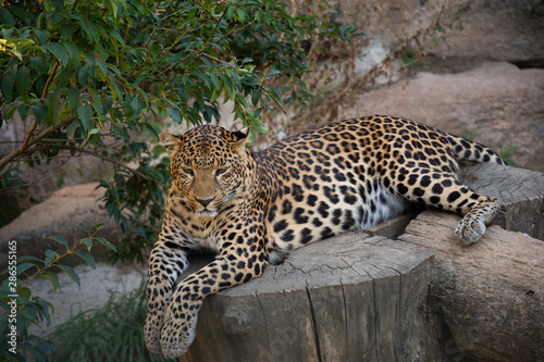 Relaxing leopard in a zoo.