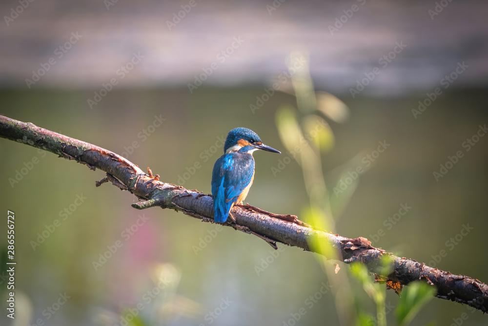 Kingfisher