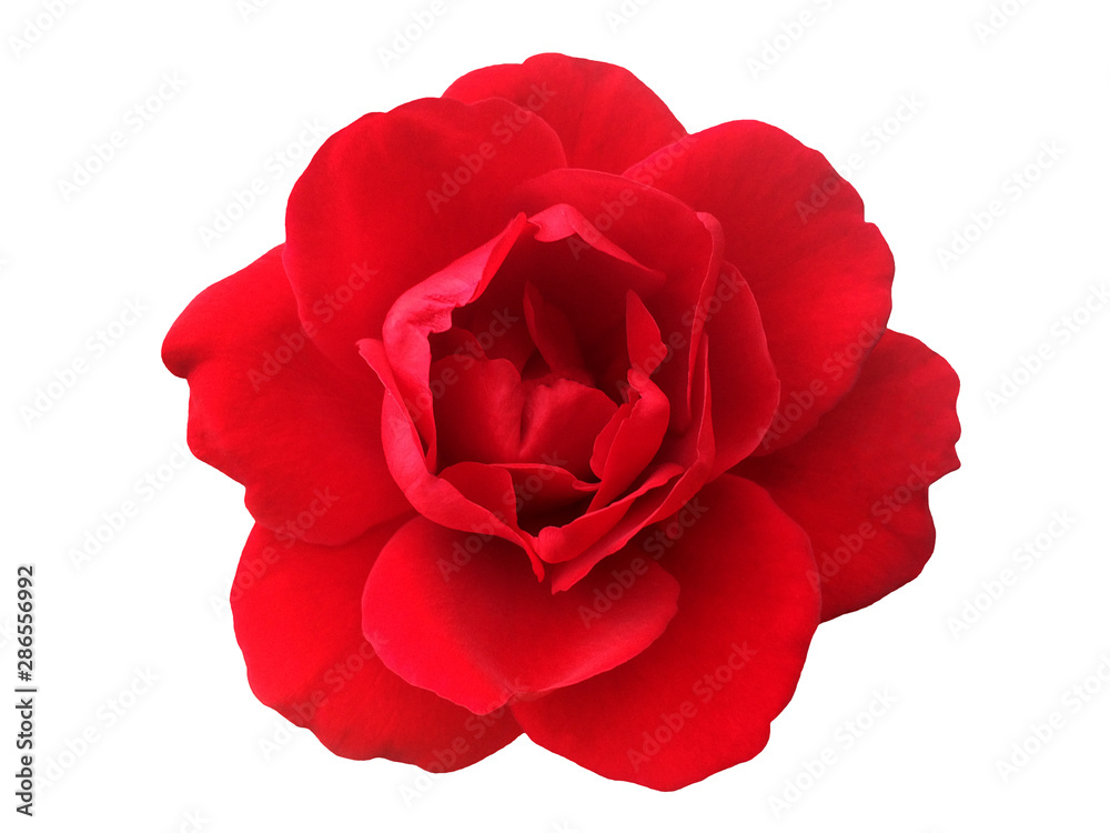 A flower of a red rose on a white background A flower of a red rose on a white background