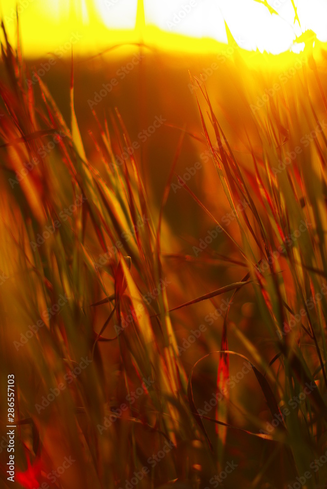 beautiful glare of the setting sun on the field grass beautiful glare of the setting sun on the field grass