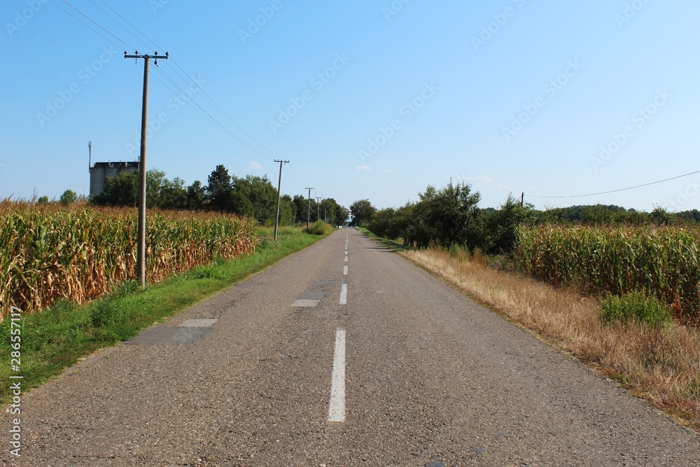 Rural straight paved road between green meadows and trees in summer (central perspective)