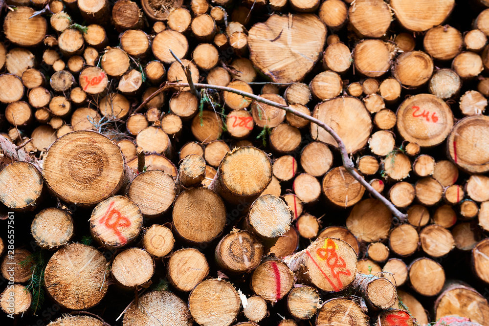 Woodpile of freshly harvested spruce logs. Trunks of trees cut and stacked in forest. Wooden Logs. Selective focus Woodpile of freshly harvested spruce logs. Trunks of trees cut and stacked in forest. Wooden Logs. Selective focus