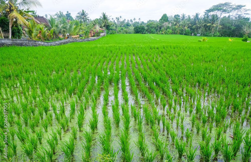 Rice terraces. Traditional rice fields in Bali. Green rice field farm background.