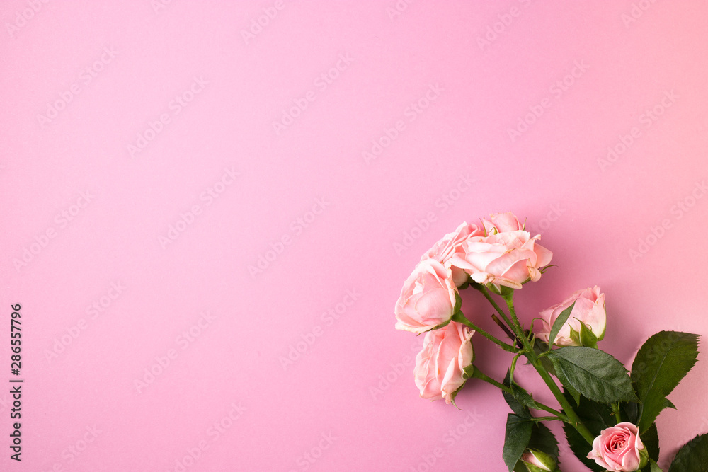 Pink rose flowers on pastel pink background