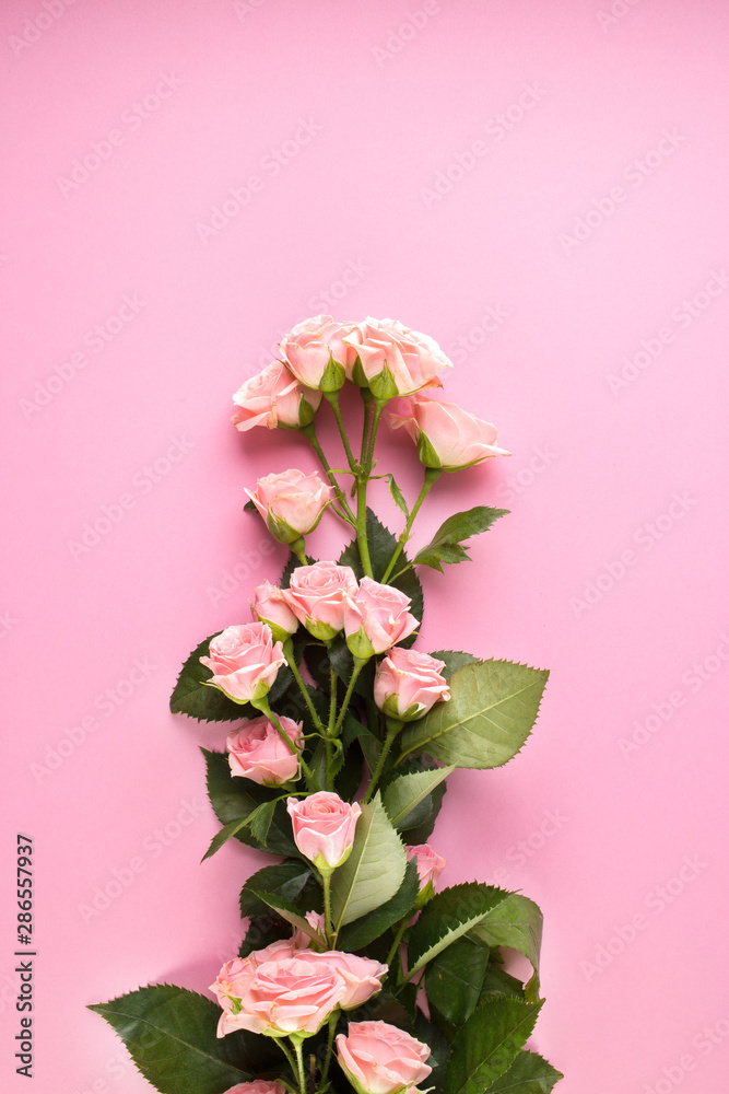 Flowers composition. Pink rose flowers on pastel pink background