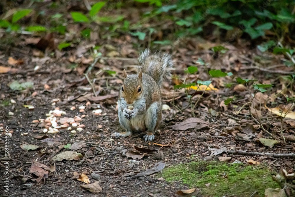 Squirrel eating peanuts looking at the camera inn Woodlands Squirrel eating peanuts looking at the camera inn Woodlands