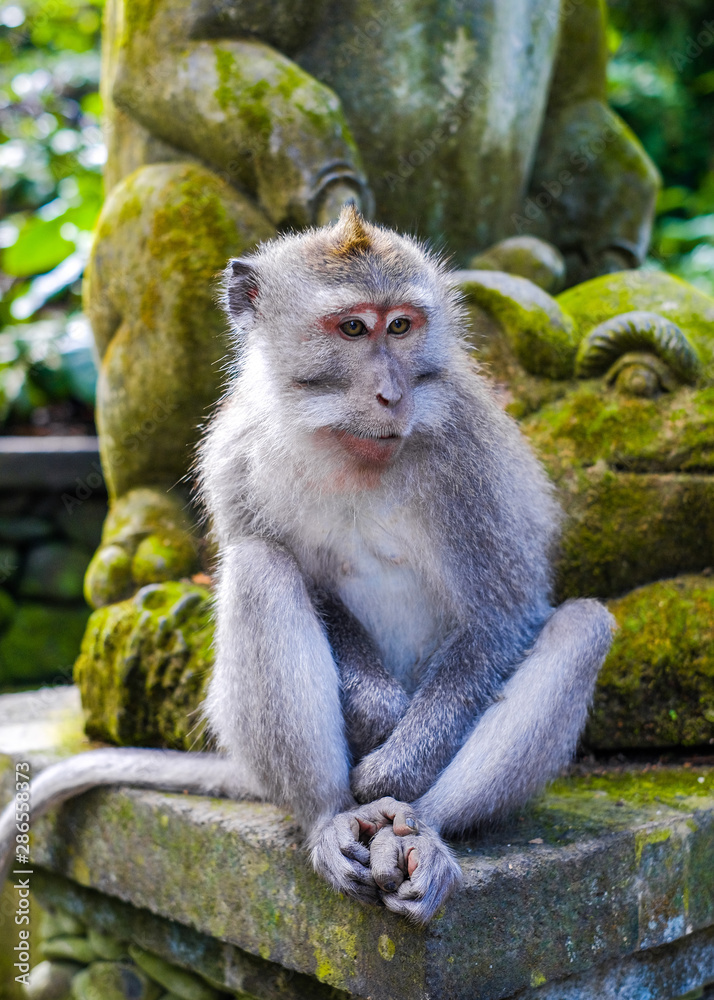 A monkey sits in the jungle near a temple in the monkey Forest in Bali, Ubud. A monkey sits in the jungle near a temple in the monkey Forest in Bali, Ubud.
