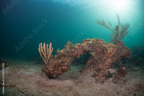 Underwater Landscape With Coral and Various Fish