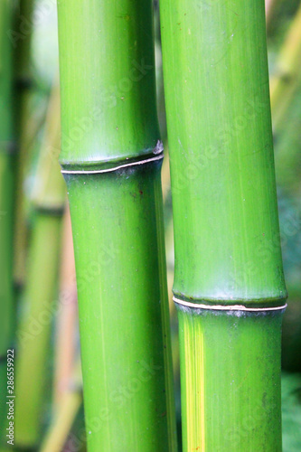 zwei gr  ne Bambusstangen Nahaufnahme