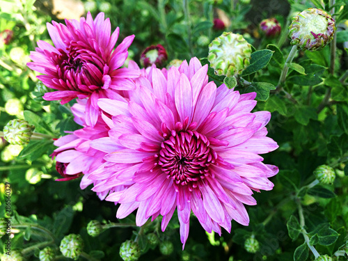 Pink chrysanthemum flower in the garden