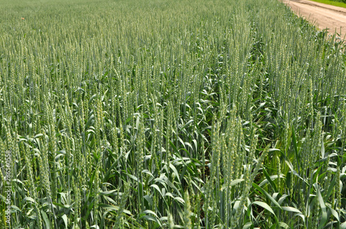 Winter wheat grows in the spring field photo