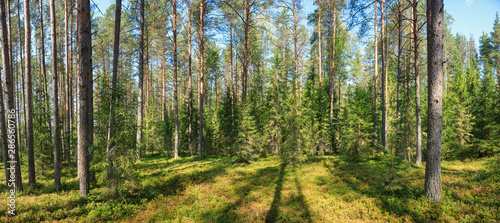 Fototapeta Naklejka Na Ścianę i Meble -  Summer forest panorama