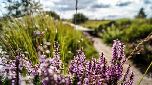 Bruy  res sur les fagnes