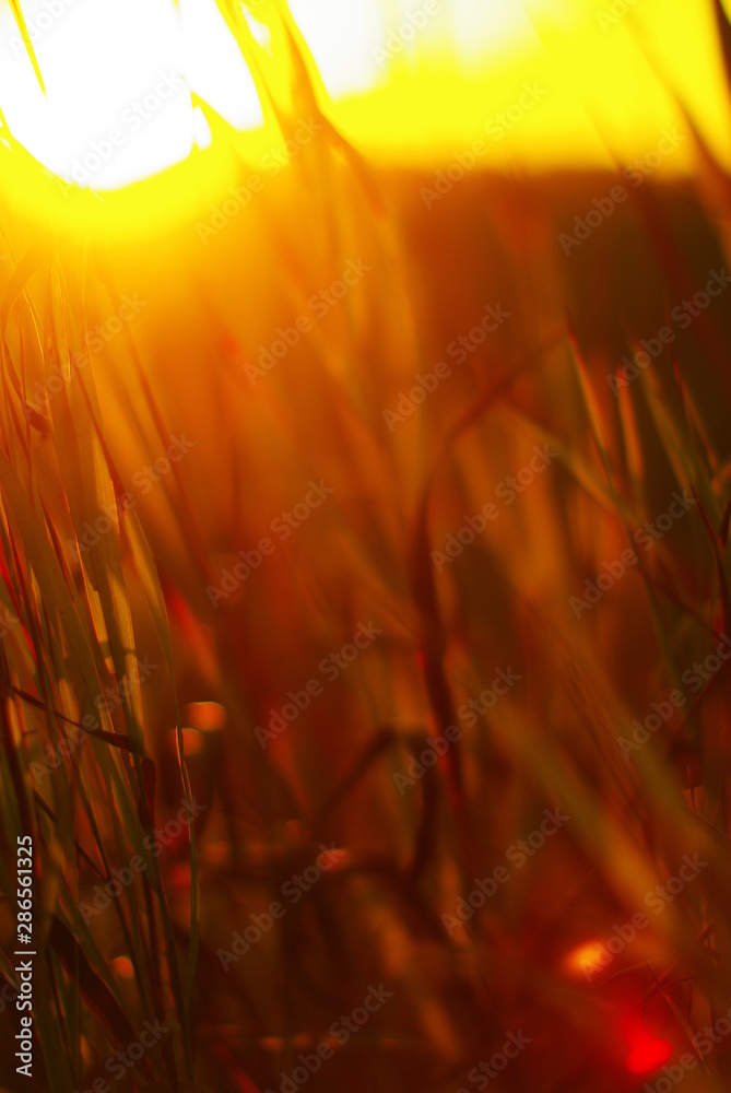 beautiful glare of the setting sun on the field grass