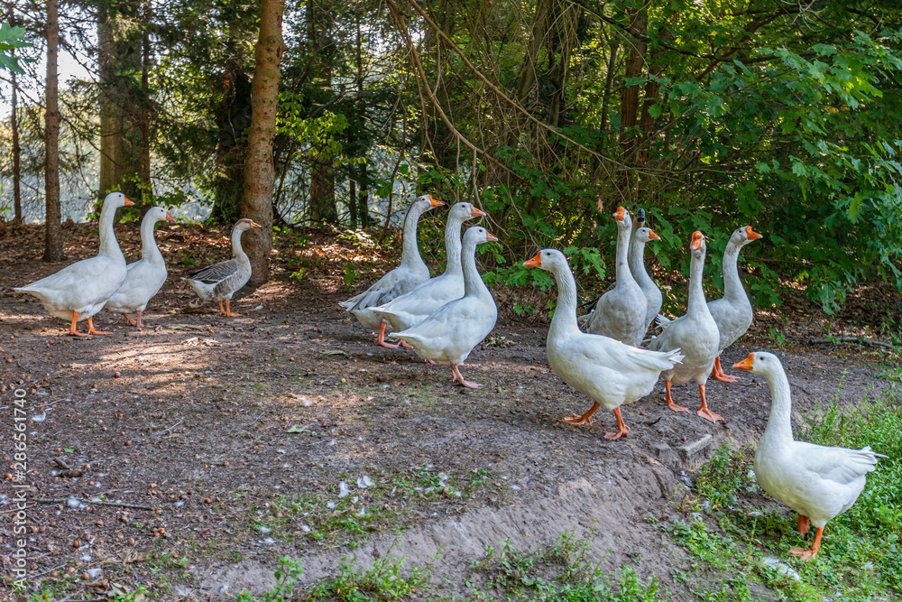 Flock of white geese walking on a dirt road surrounded by trees and green vegetation, wonderful summer day in the Netherlands, Holland Flock of white geese walking on a dirt road surrounded by trees and green vegetation, wonderful summer day in the Netherlands, Holland