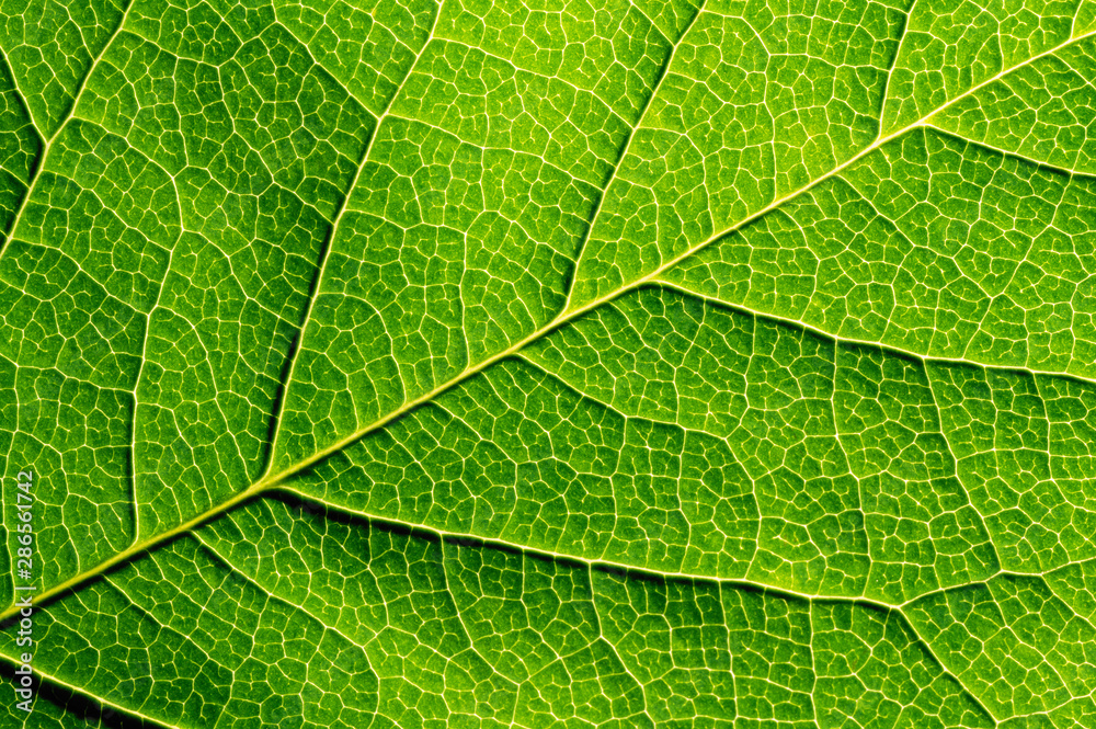 Green leaf texture, close-up. Abstract nature background. Green leaf texture, close-up. Abstract nature background.
