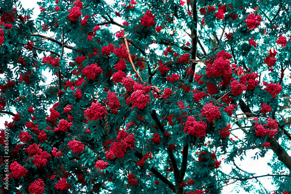 A large bush of red mountain ash with many berries close-up. Green foliage of a tree with berries.