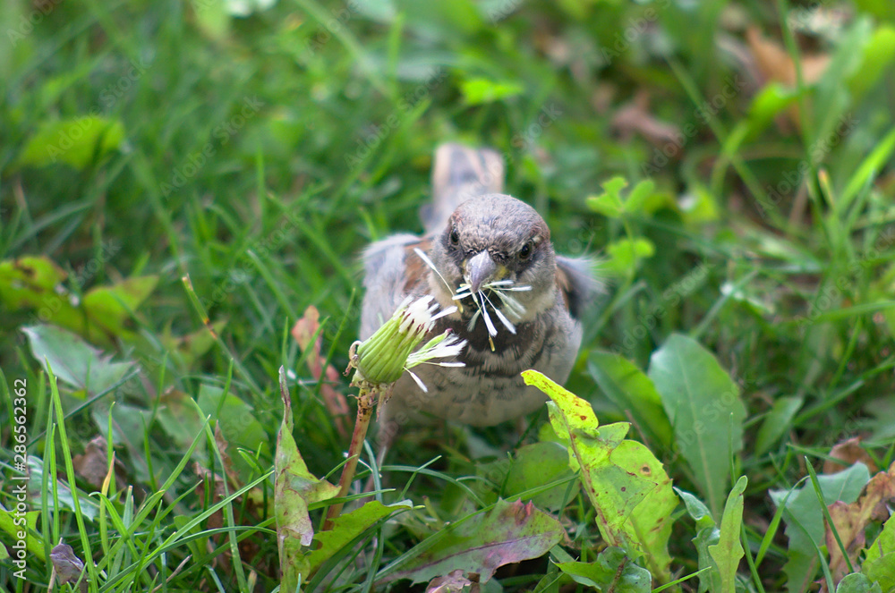 Obraz premium Sparrow eating dandelion seeds in a meadow, green blurred grass at background