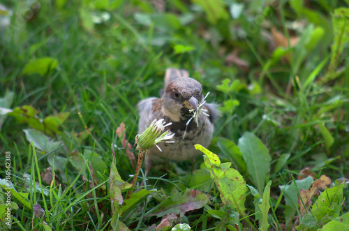 Sparrow eating dandelion seeds in a meadow, green blurred grass at background