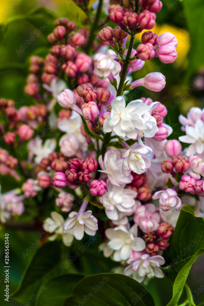 Lilac flowers spring blooming scene. Blossom lilac flowers in spring. Spring lilac flowers blooming. Spring lilac bush blooming. Lilac flowers spring blooming scene. Blossom lilac flowers in spring. Spring lilac flowers blooming. Spring lilac bush blooming.