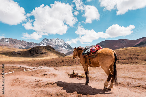 Horse stands lonely in the Peruvian countryside, in the background mountains of Peru, snow covered Andes near Cusco © Thomas Jastram