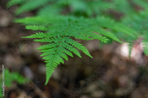 beautiful leaf of green fern on a background of forest tones