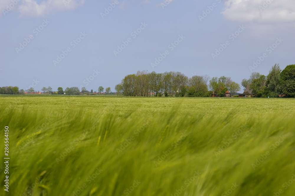 Kornfeld Kornfeld