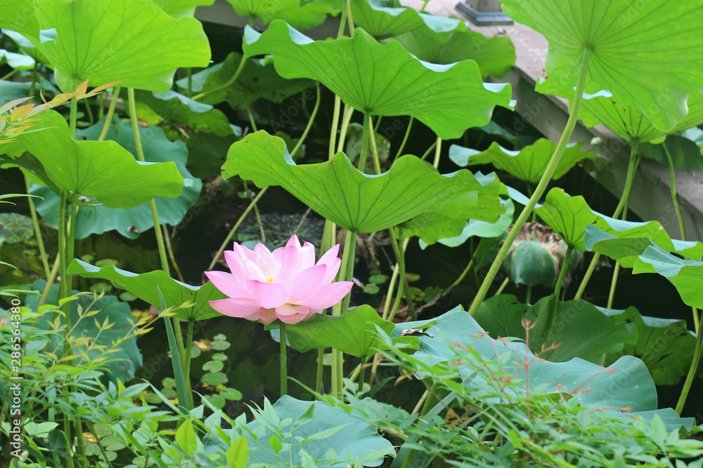 연꽃 연꽃