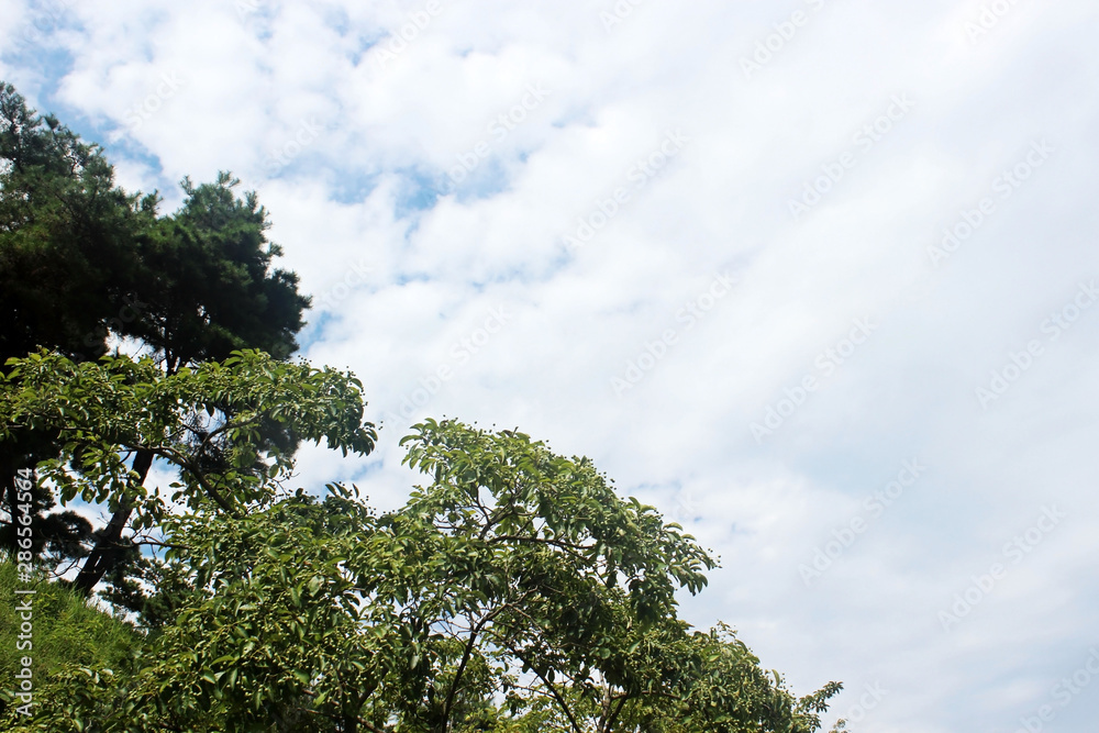 Obraz premium 나무