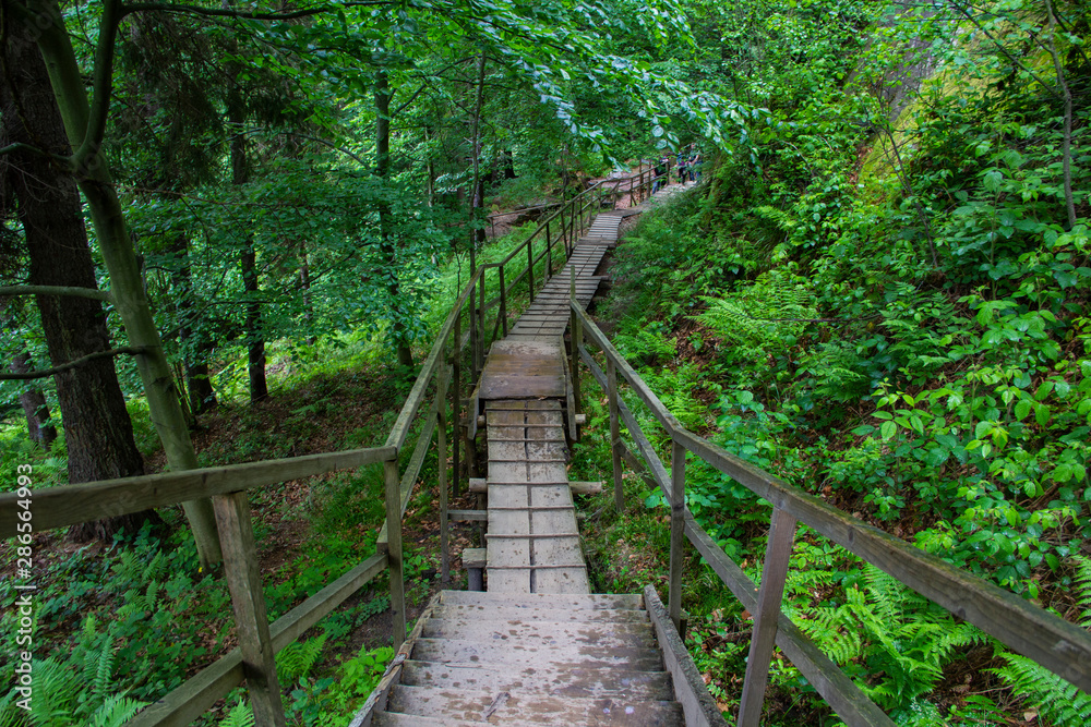 staircase wooden path with railing in the mountain green forest