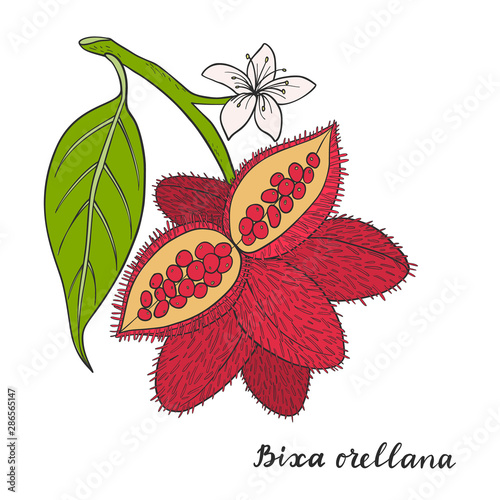 Bixa orellana (annatto, achiote). photo