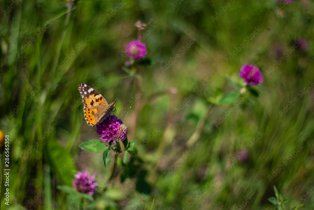 colorful butterflies in green grass colorful butterflies in green grass