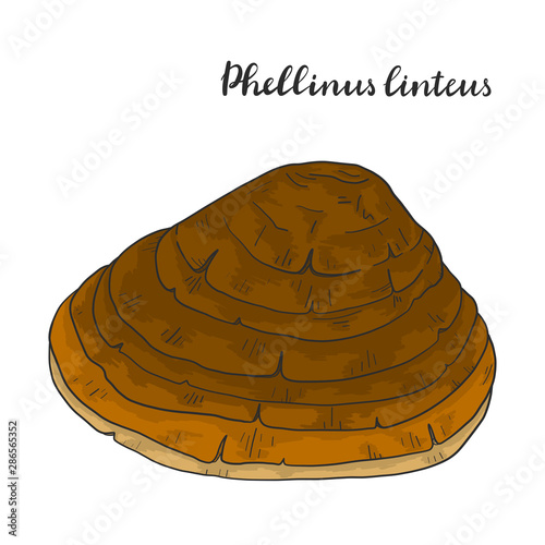 Phellinus linteus. Vector illustration.