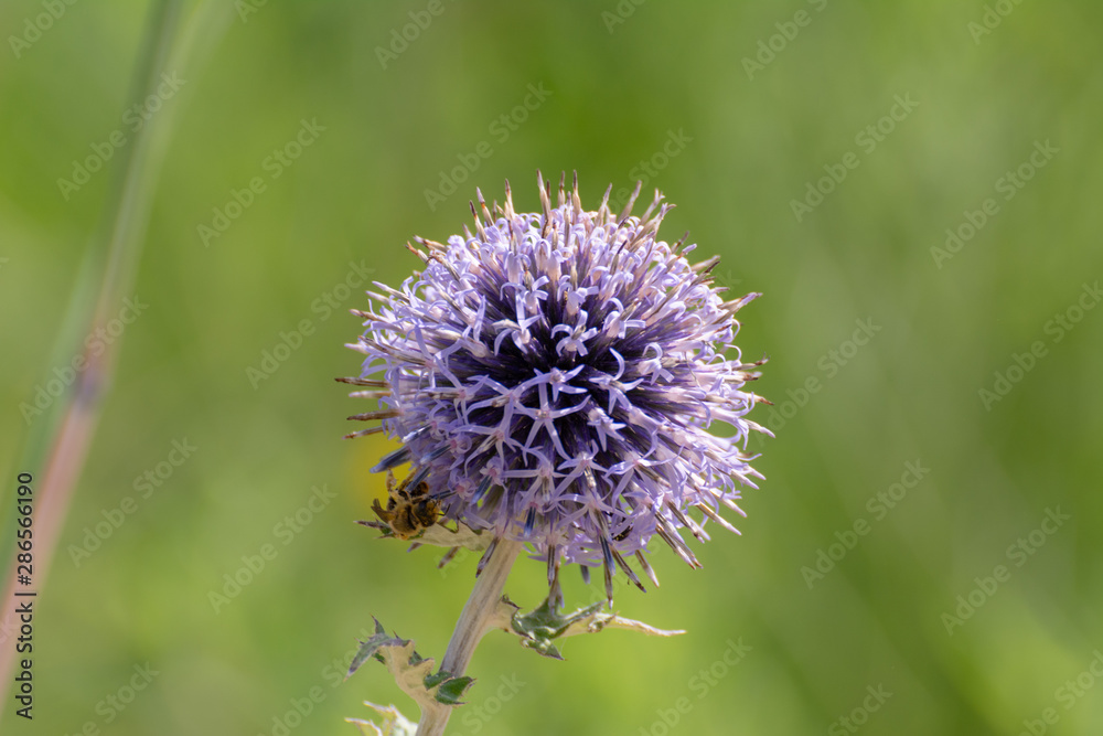 Blume Blume