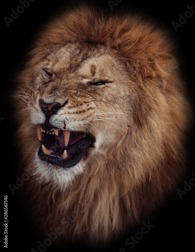portrait of a beautiful lion who growls, in the dark