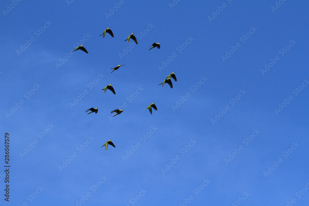 Pedras Port / Alagoas / Brazil. January 26, 2015. Jandaias, a common bird type are seen in the coastal area of Patacho beach in northeastern Brazil.
