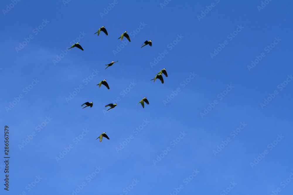 Pedras Port / Alagoas / Brazil. January 26, 2015. Jandaias, a common bird type are seen in the coastal area of Patacho beach in northeastern Brazil. Pedras Port / Alagoas / Brazil. January 26, 2015. Jandaias, a common bird type are seen in the coastal area of Patacho beach in northeastern Brazil.